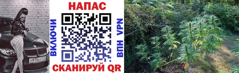 Канабис план  Чебаркуль 